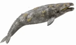 Collecta Collecta Dieren En Figuren^Grijze Walvis 88836