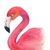 Fritsy Wenskaarten^Postkaart Flamingo