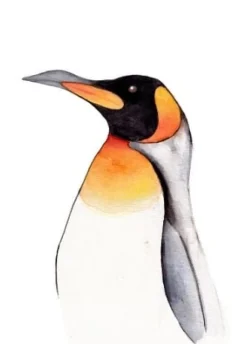 Fritsy Wenskaarten^Postkaart Pinguin