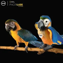 Steiff Steiff|Bekijk Alles^Knuffel Papegaai National Geographic Lori